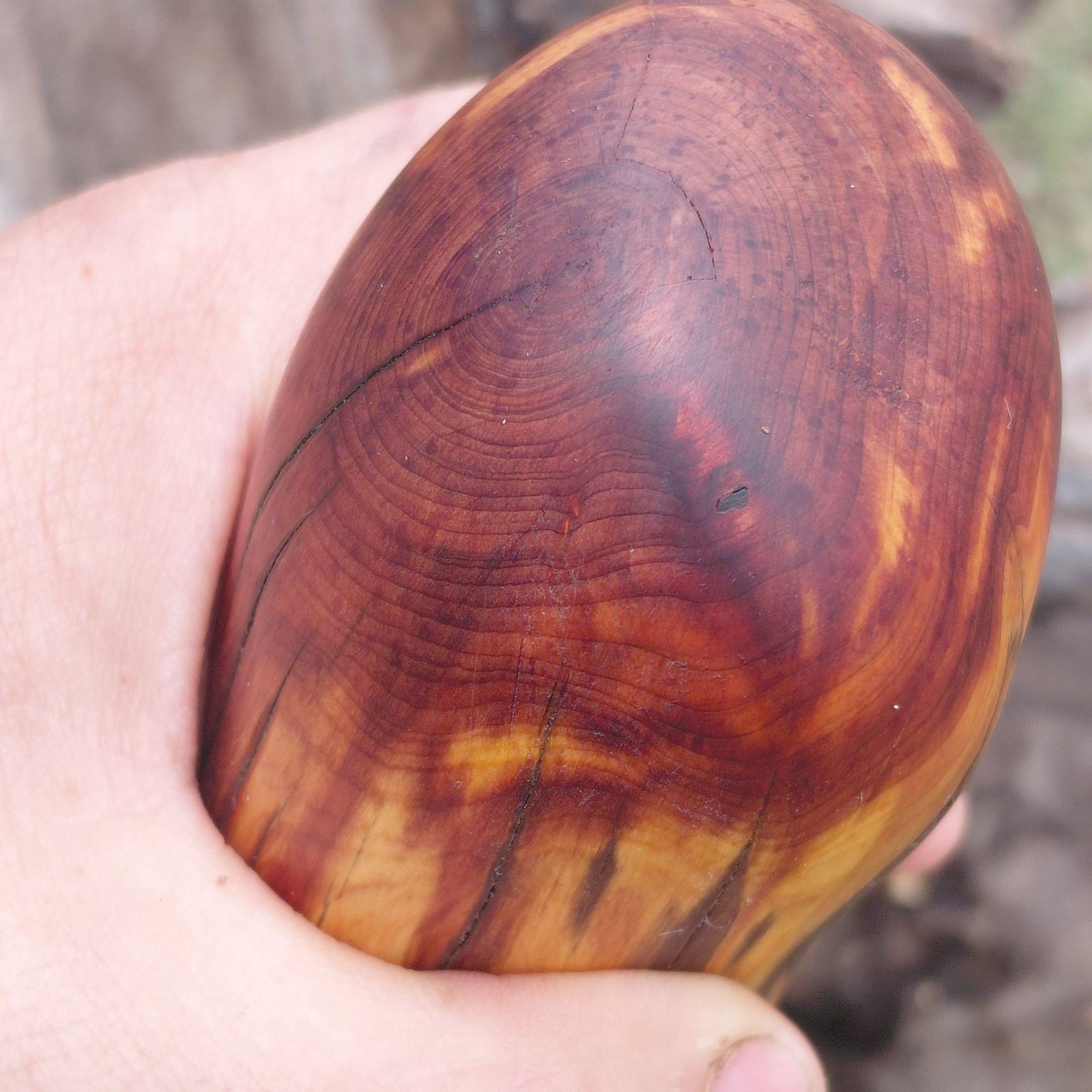 Close view of polished eastern red cedar burl end grain, dark heartwood against pale sapwood